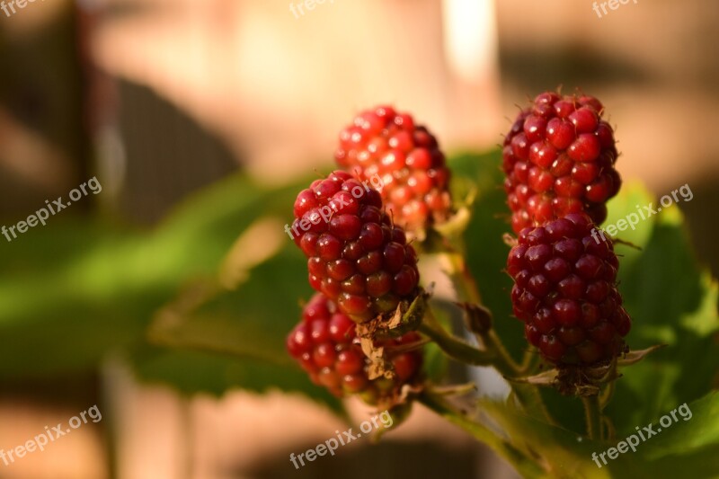 Blackberries Unripe Blackberries Immature Fruits Berries