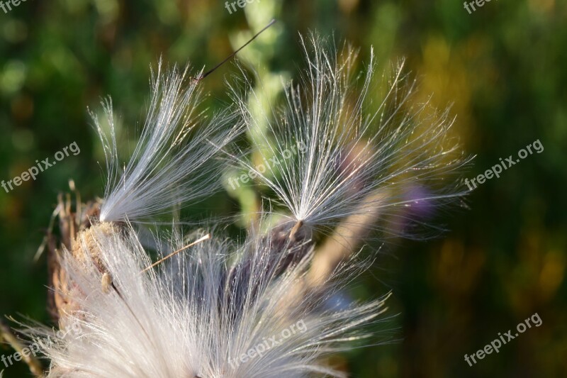 Flying Seeds Seeds Dandelion Pointed Flower Close Up