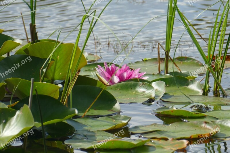 Lake Rose Water Lily Plant Pond Water