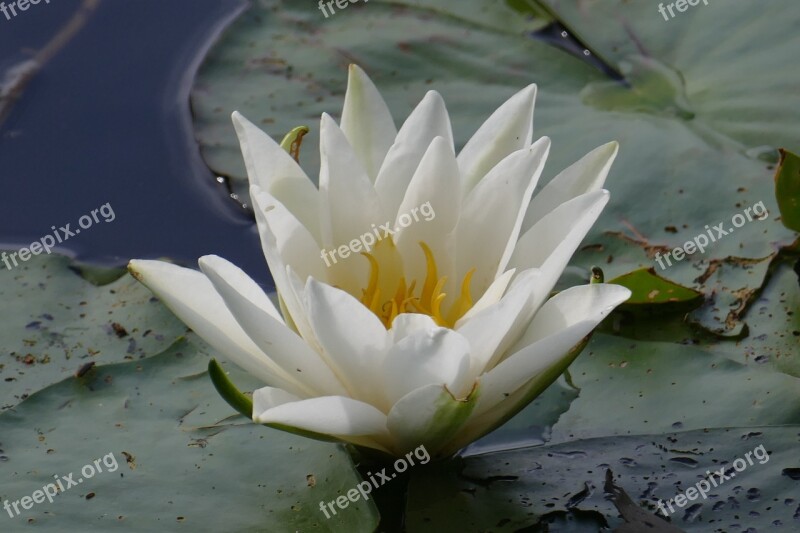 Water Lily Close Up Plant Pond Water