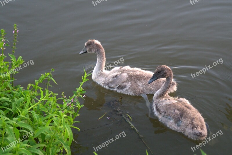 Swans Swan Young Swans Gray White