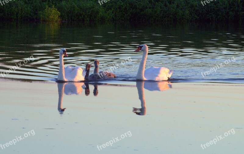 Swans Swan Young Swans Gray White