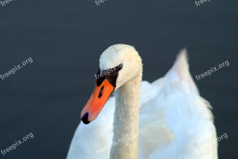 Swans Swan Young Swans Gray White