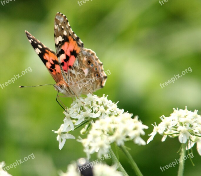 Butterfly Flower Wings Antennas Nature