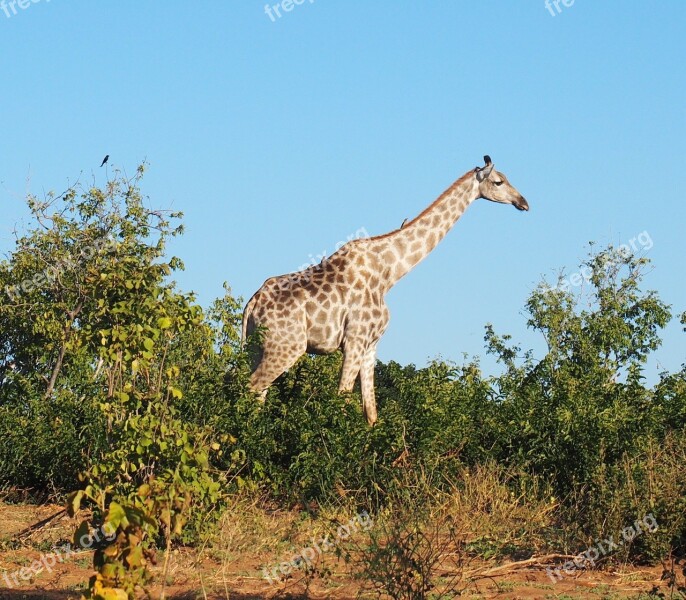 Animal Giraffe Africa Animals Nature