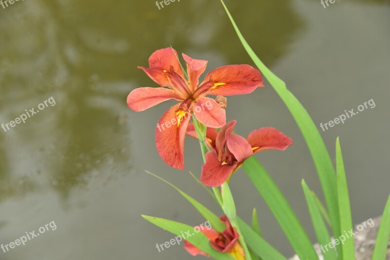 Irises Pink Flower Flowers Nail Garden