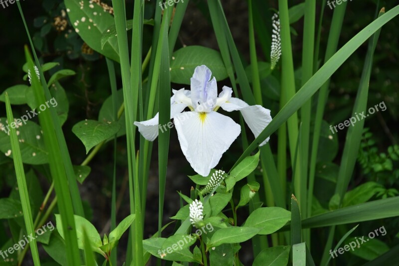 Irises White Flowers Iris Type Free Photos