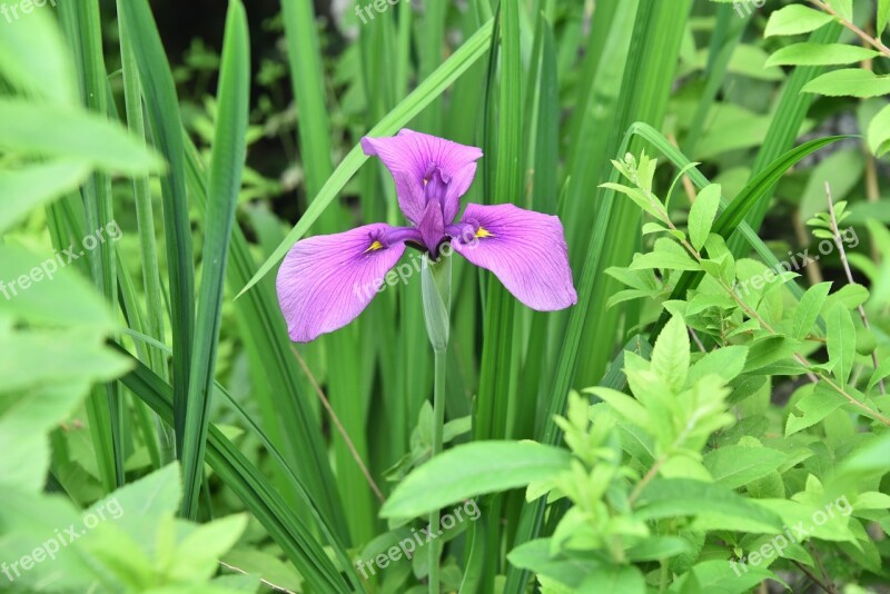 Irises Purple Iris Type Free Photos