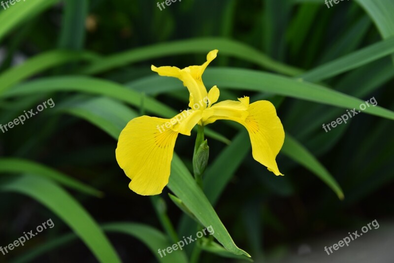 Irises Yellow A Flower Garden Free Photos