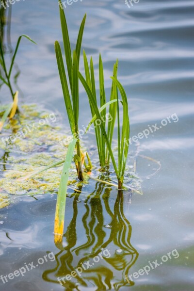 Water Lake Lagoon Pond Landscape