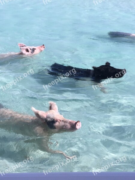 Pigs Caribbean Animal Bahamas Swimming