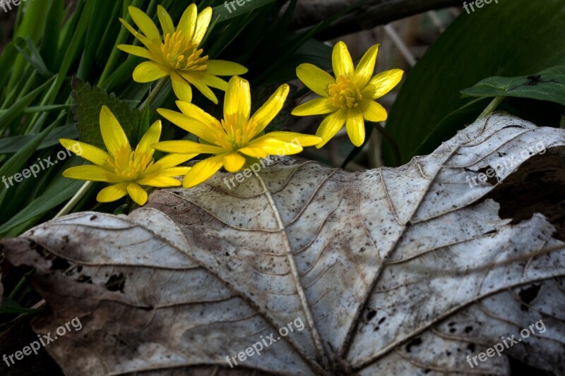 Celandine Flowers Yellow Spring Feigwurz