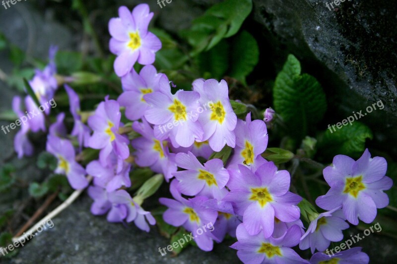 Wild Primroses Primula Vulgaris Primroses Pillow Primroses Flowers