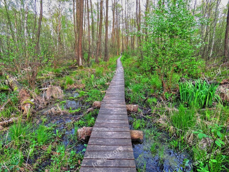 Forest Footbridge Wetlands Marsh Green