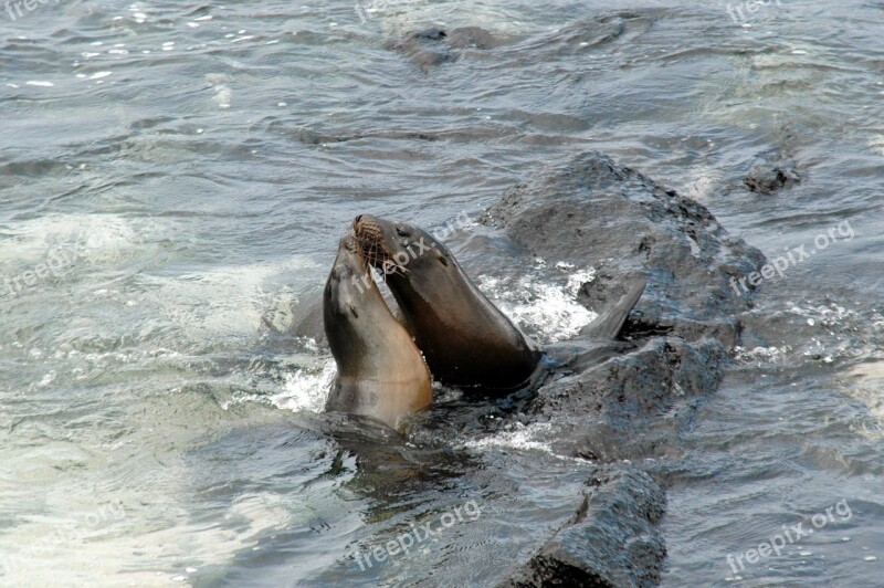 Sea Lions Pacific Ocean Galapagos Islands Free Photos