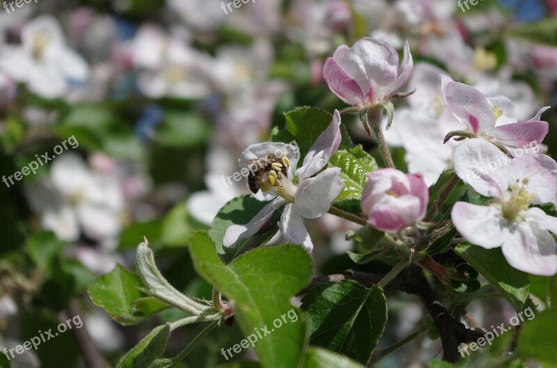 Spring Blooming Tree Nature Flower Buds Free Photos