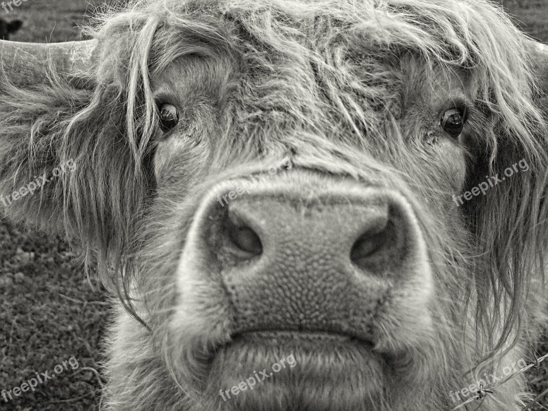 Highland Cow Pasture Horned Fur