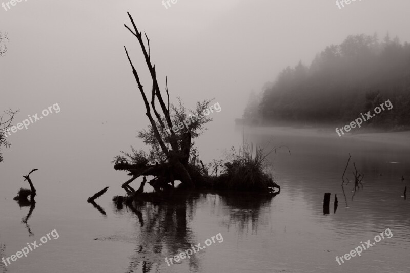 Water Wood Lake Backlighting Wood In The Water