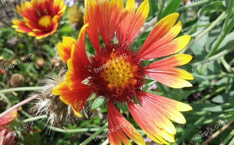 Blanket Flower Flower Gaillardia Asteraceae Plant