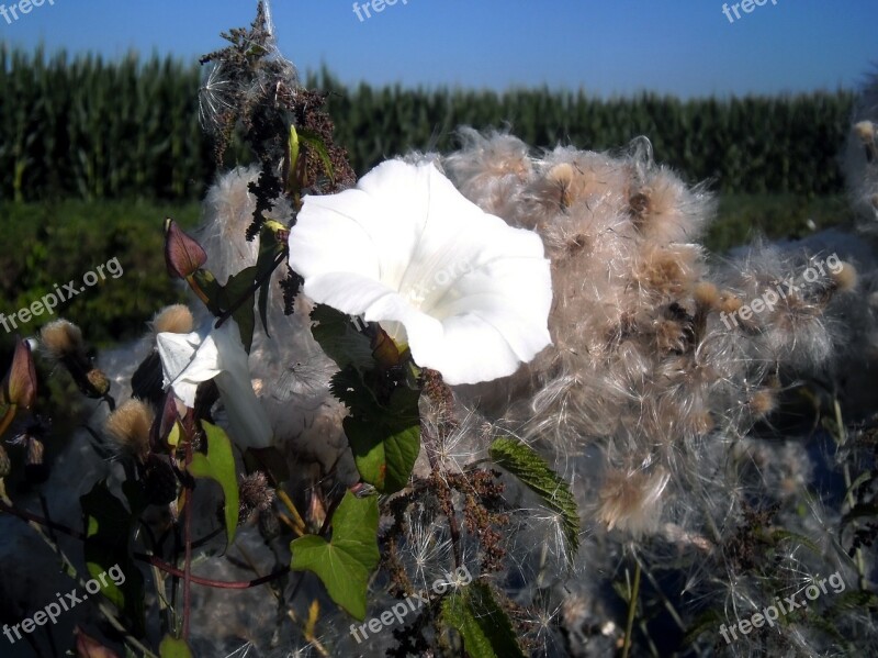 Flower White Water Thistles Summer