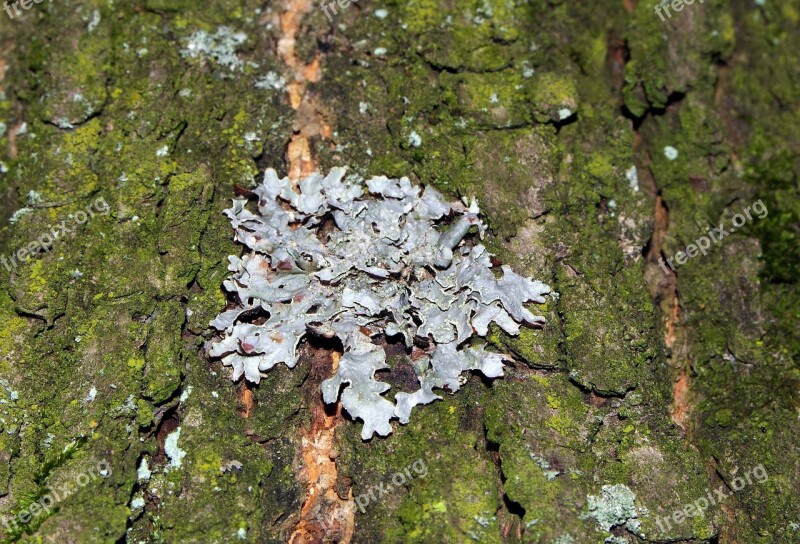 Lichens Tree The Bark Of The Tree Moss Nature