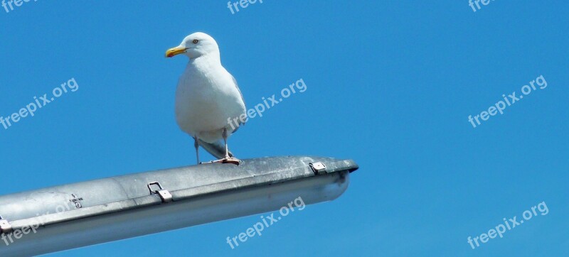 Gull Sea Bird Beach Seagull