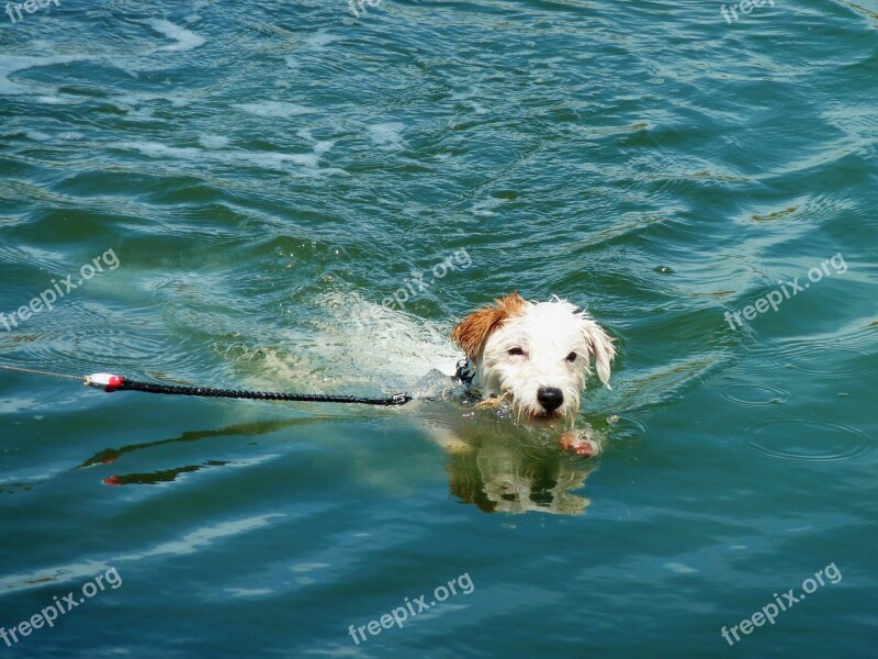 Dog Summer Resort Water Refresh Refreshment