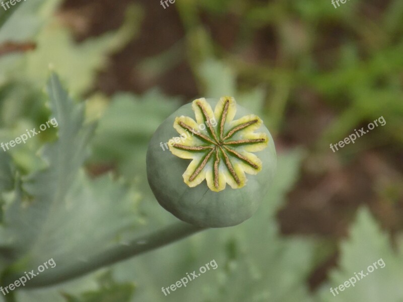 Poppy Flower Green Nature Summer