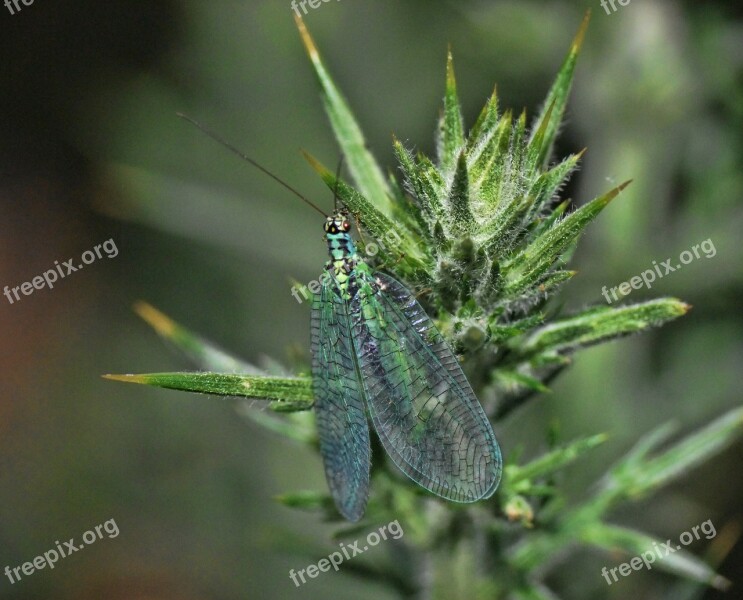 Insect Macro Wings Magnification Parasitic