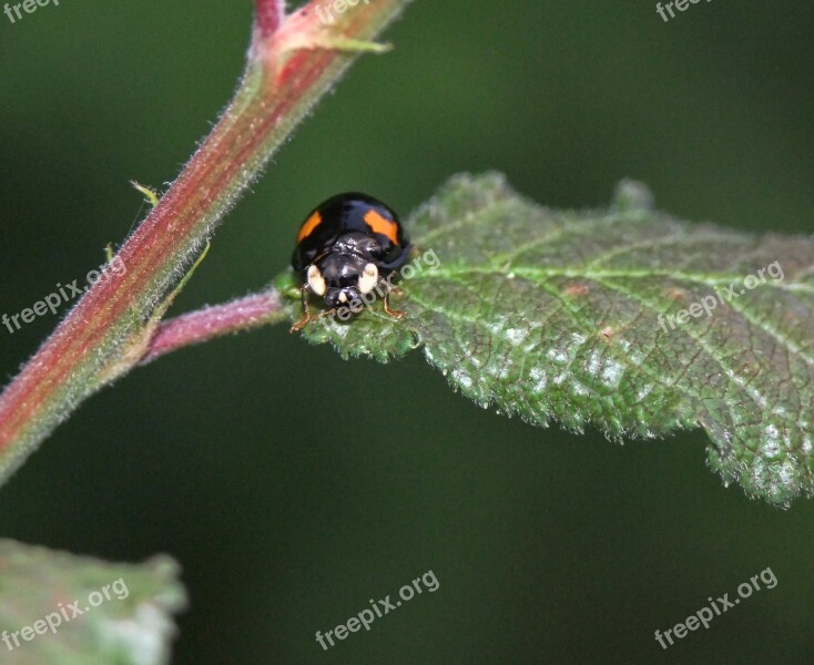 Ladybird Macro Nature Red Insect