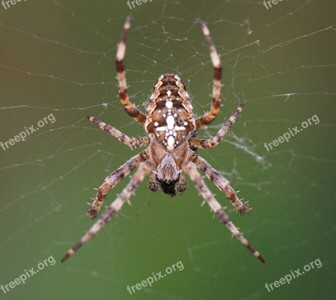 Spider Web Macro Sunlight Animal