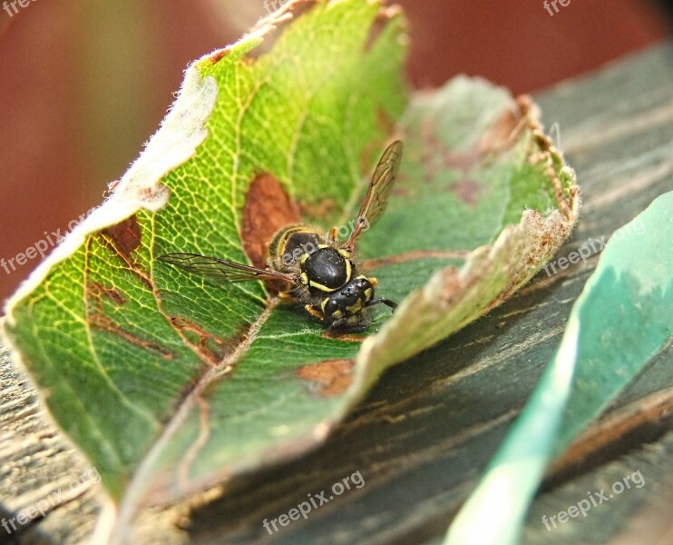 Wasp Nature Sting Bee Black