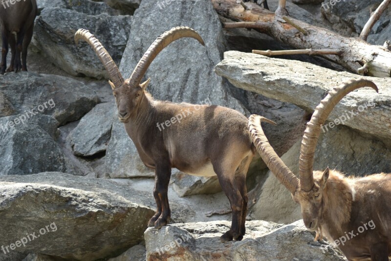 Capricorn Ibex Alpine Animal Mountains