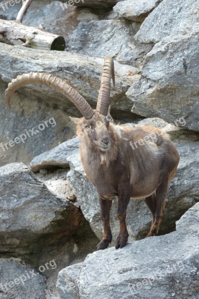 Capricorn Ibex Alpine Animal Mountains