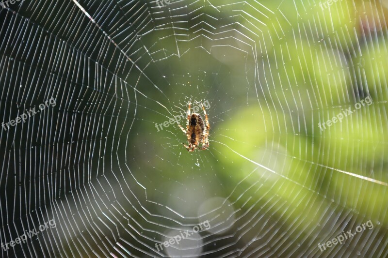 Spider Spider In The Web Cobweb Arachnid Insect