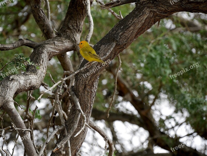 Bird Nature Feathers Bonaire Green