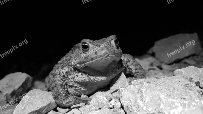 Toad Reptile Nature Black And White Black And White Photo