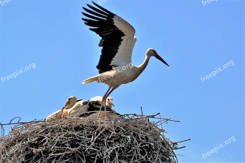 Stork Nest Brood Stork's Nest Wings