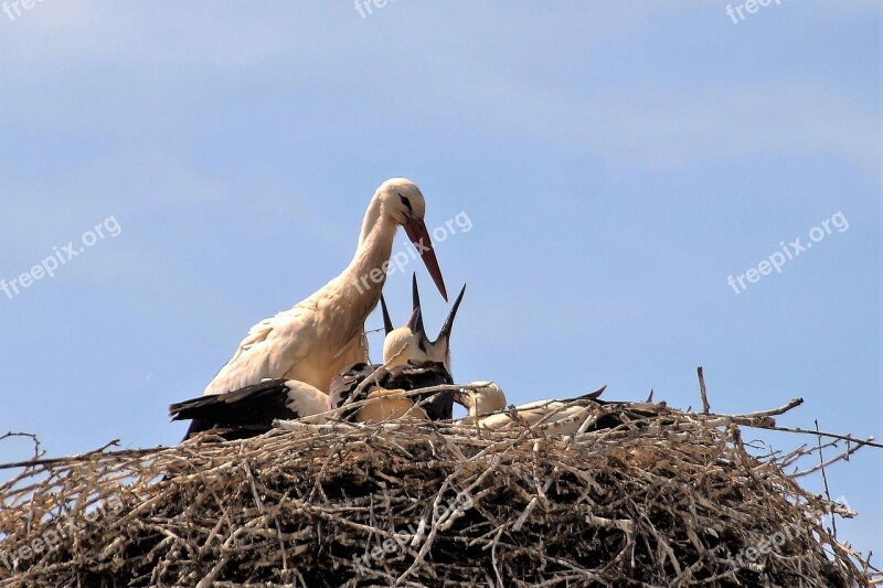 Stork Nest Feeding Nesting Stork's Nest