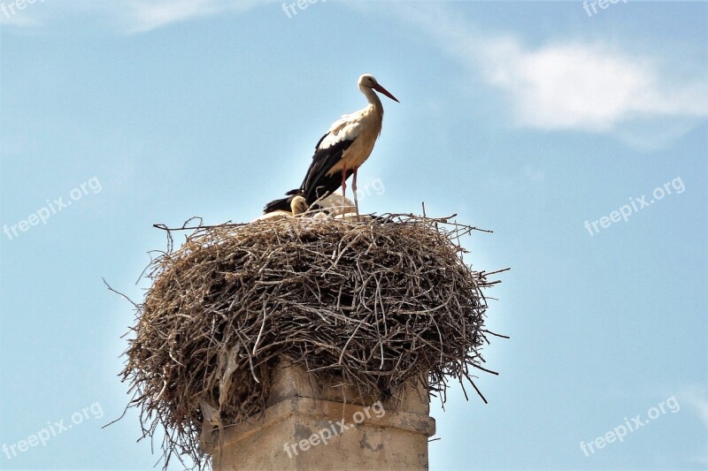 Stork Nest Feeding Nesting Stork's Nest