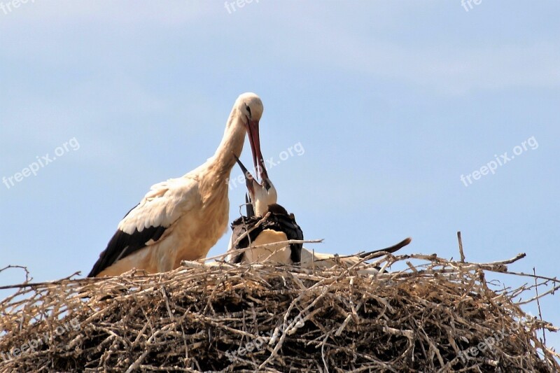 Stork Nest Feeding Nesting Stork's Nest