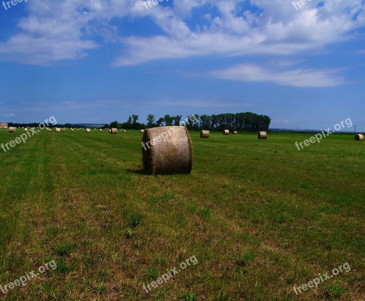 Hay Bale Forage Mown Field Free Photos