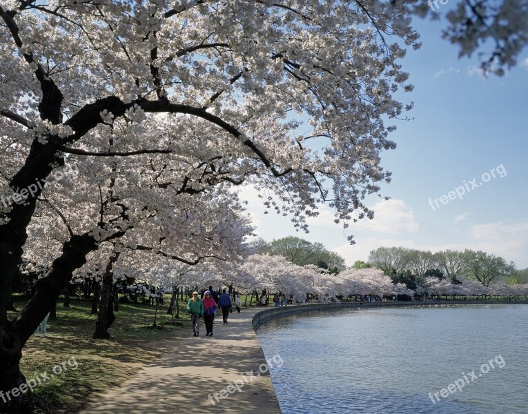 Cherry Trees Blossoms Spring Blooming Flowers