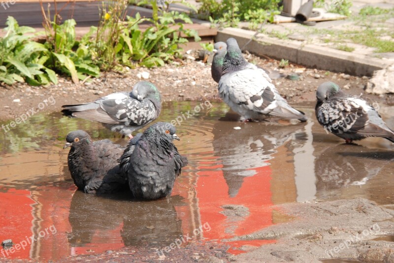 Pigeon Bird Bath Water Mud