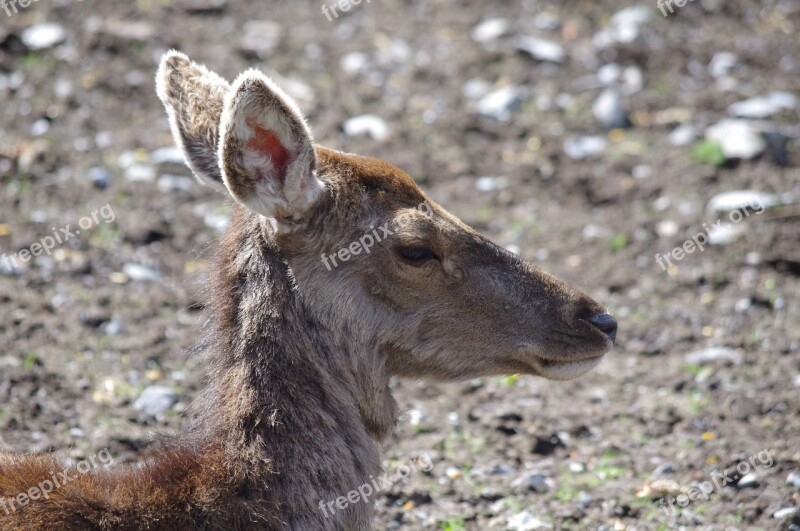 Biche Animal Fauna Animal Portrait Mammal