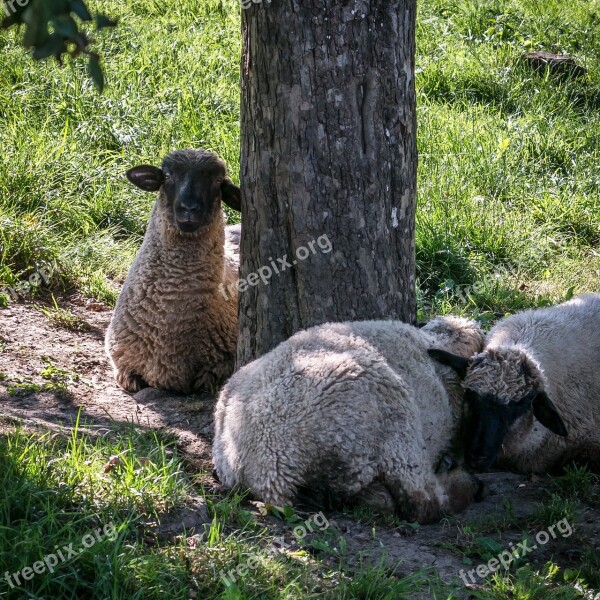 Sheep Rest Break Protection Shadow