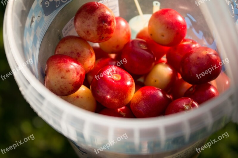 Cherries Fruit Red Sweet Cherry Harvest