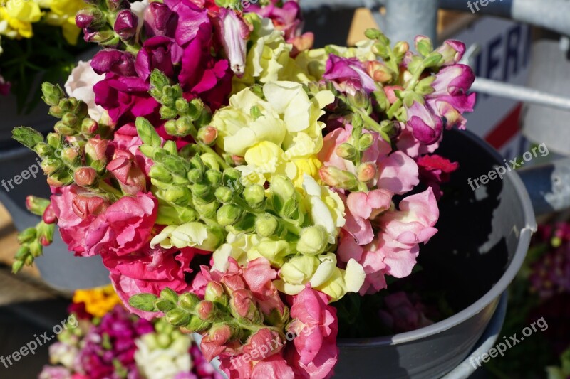 Flower Snapdragon Red Yellow Pink