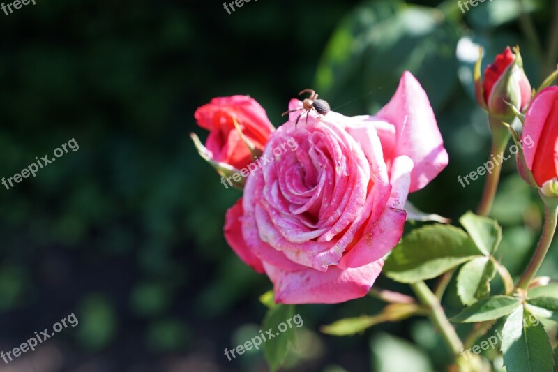 Rose Flower Insect Spider Botanical Garden