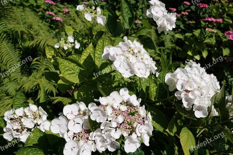 Flower White Plant Nature Spring